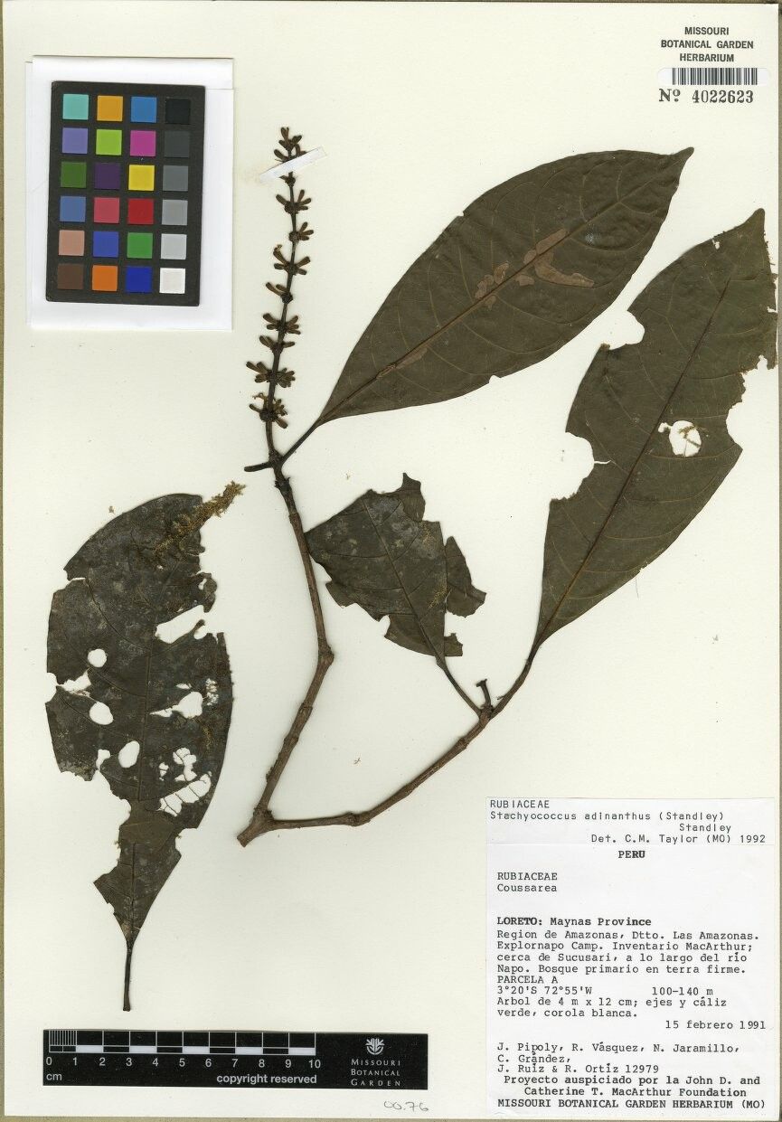 Carapichea adinantha other