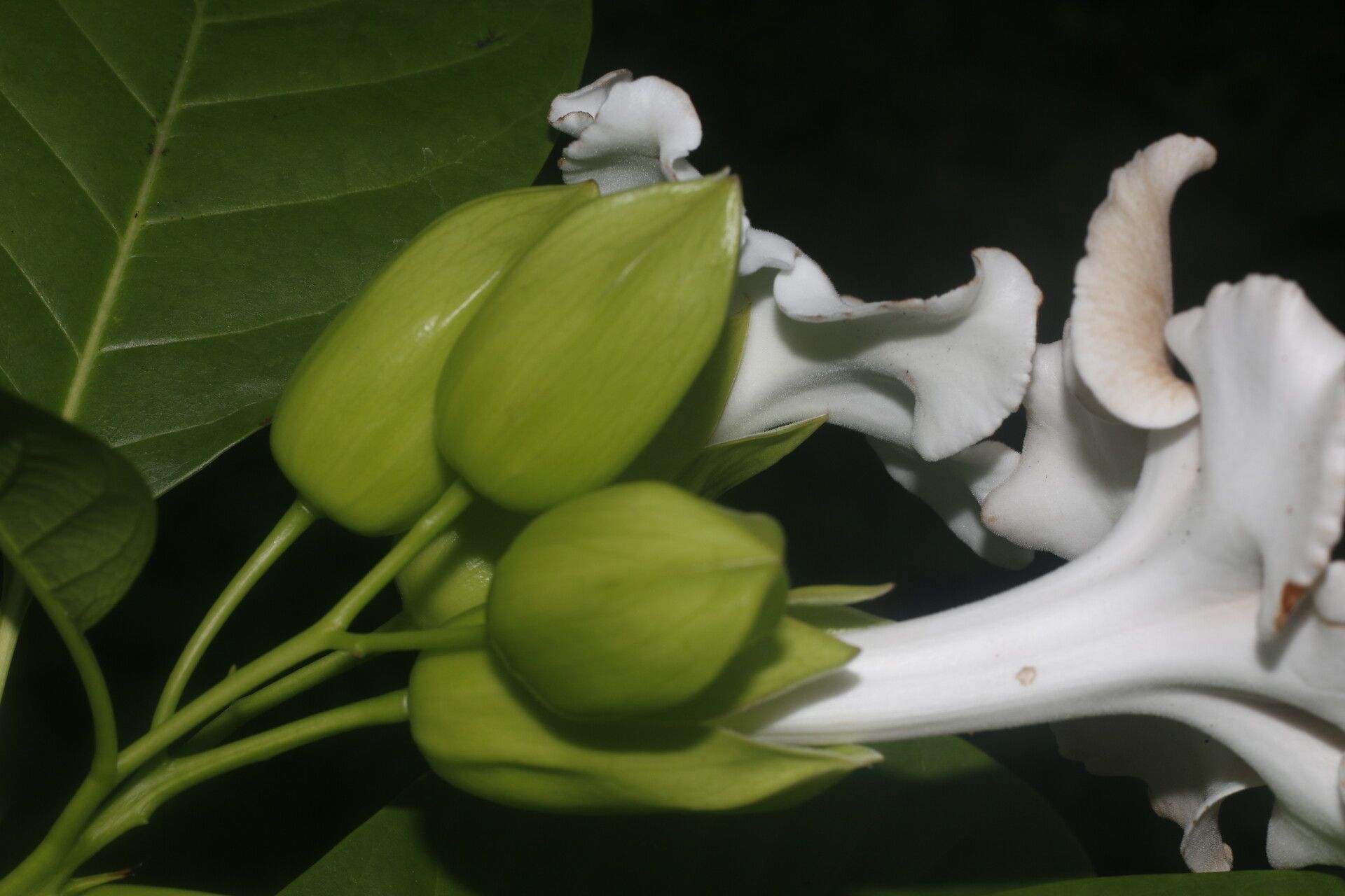 Bourreria grandicalyx flower