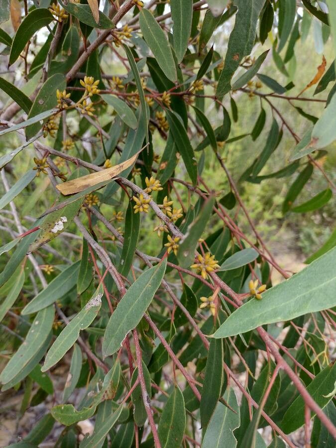 Eucalyptus camfieldii other