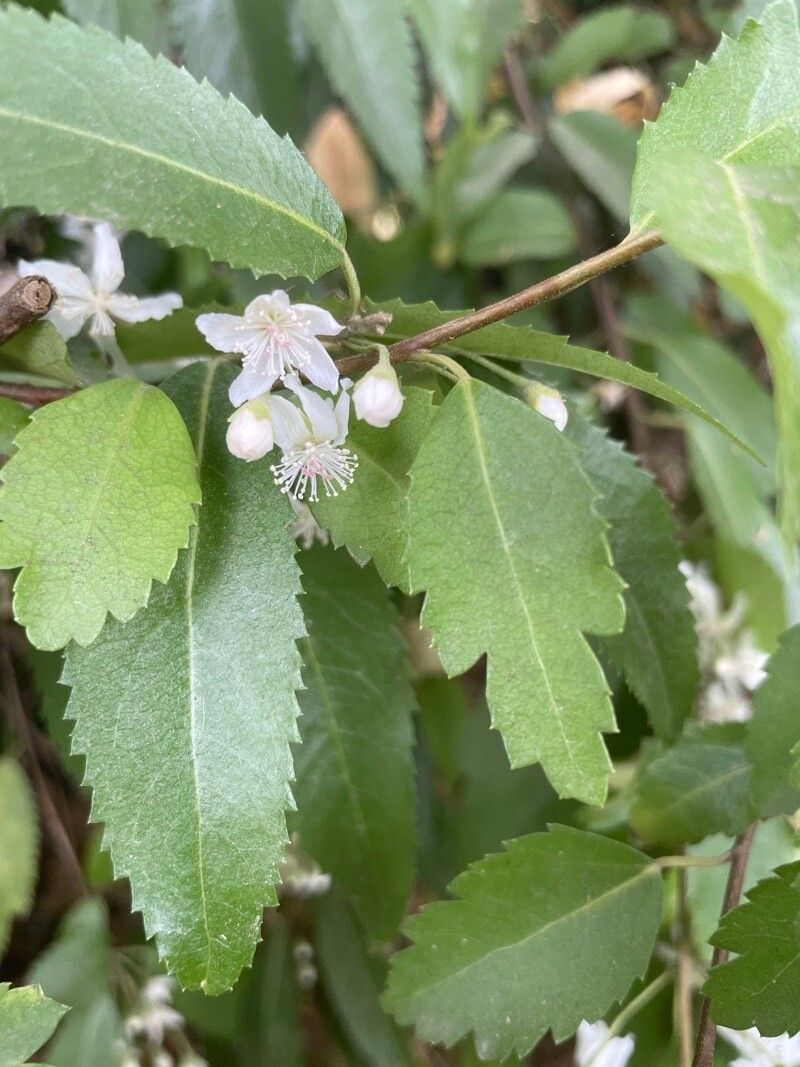 Hoheria sexstylosa flower
