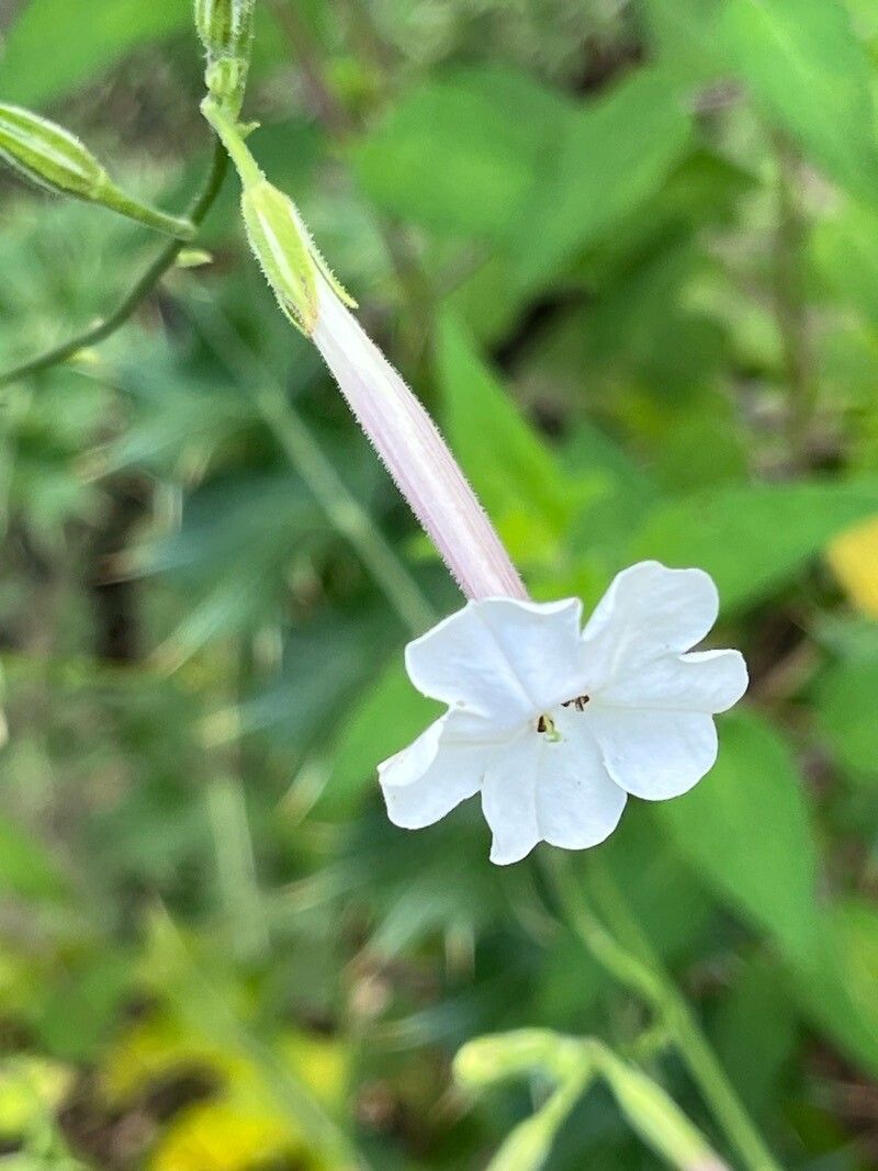 Nicotiana suaveolens — search result for 'Nicotiana'