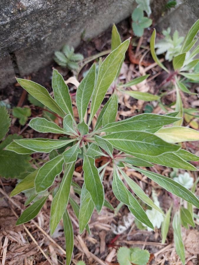 Megapterium missouriense — related species from the same genus