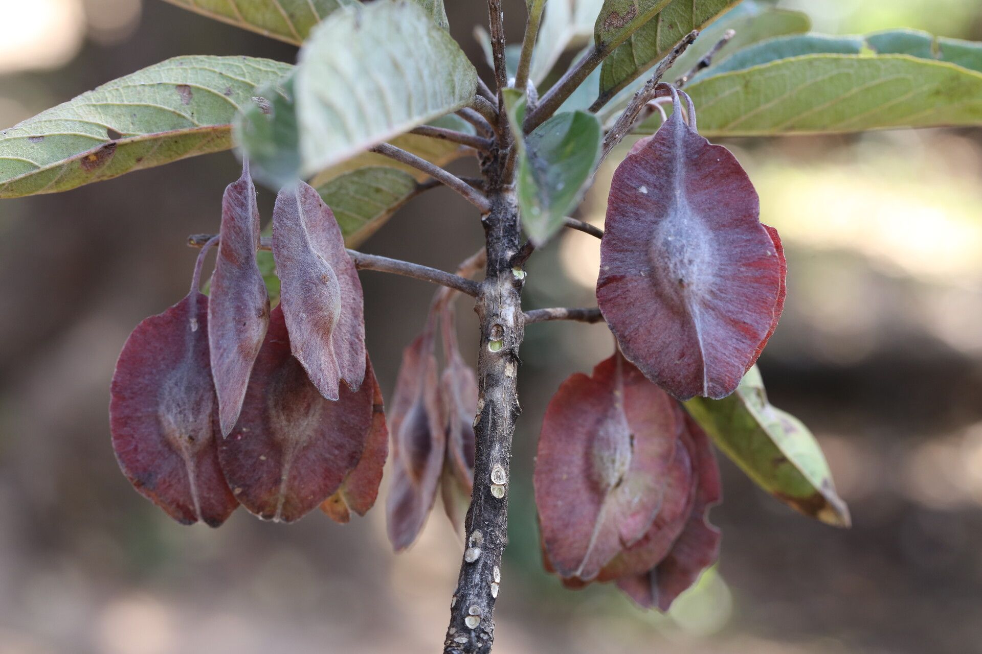 Terminalia stenostachya fruit