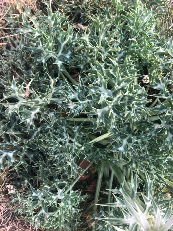 Eryngium bourgatii leaf