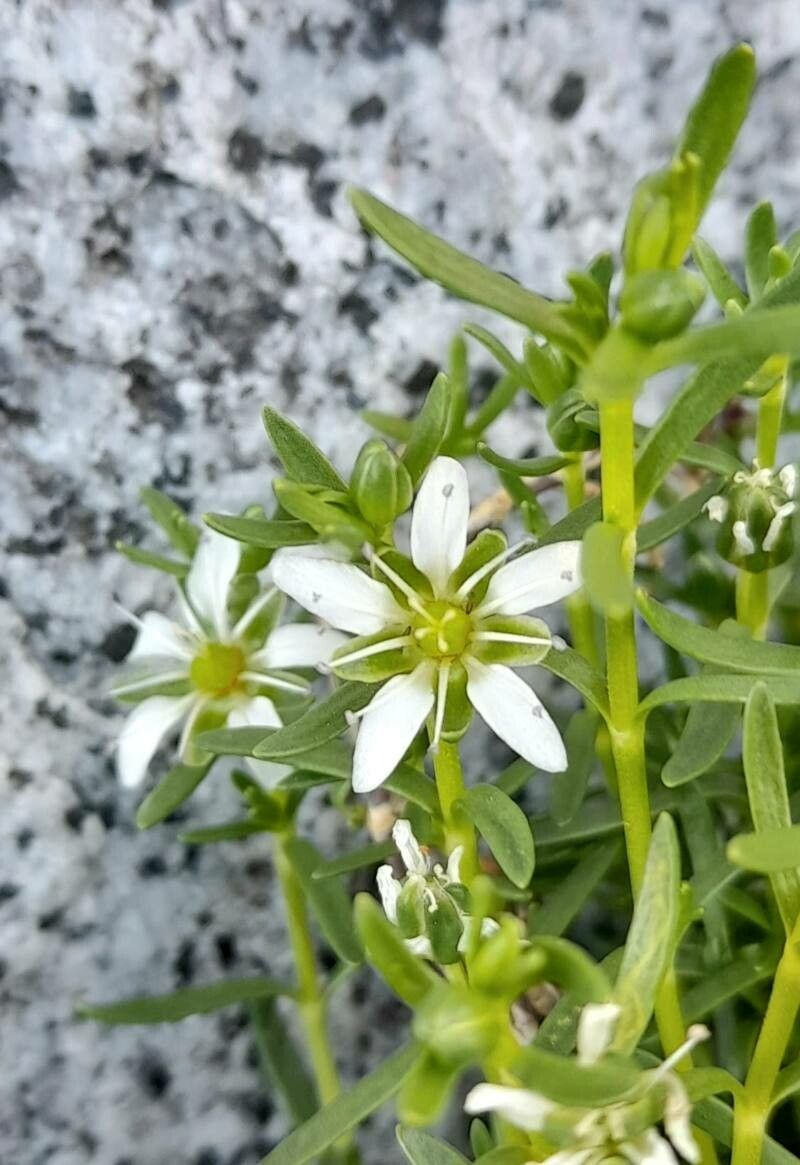 Arenaria oligosperma flower