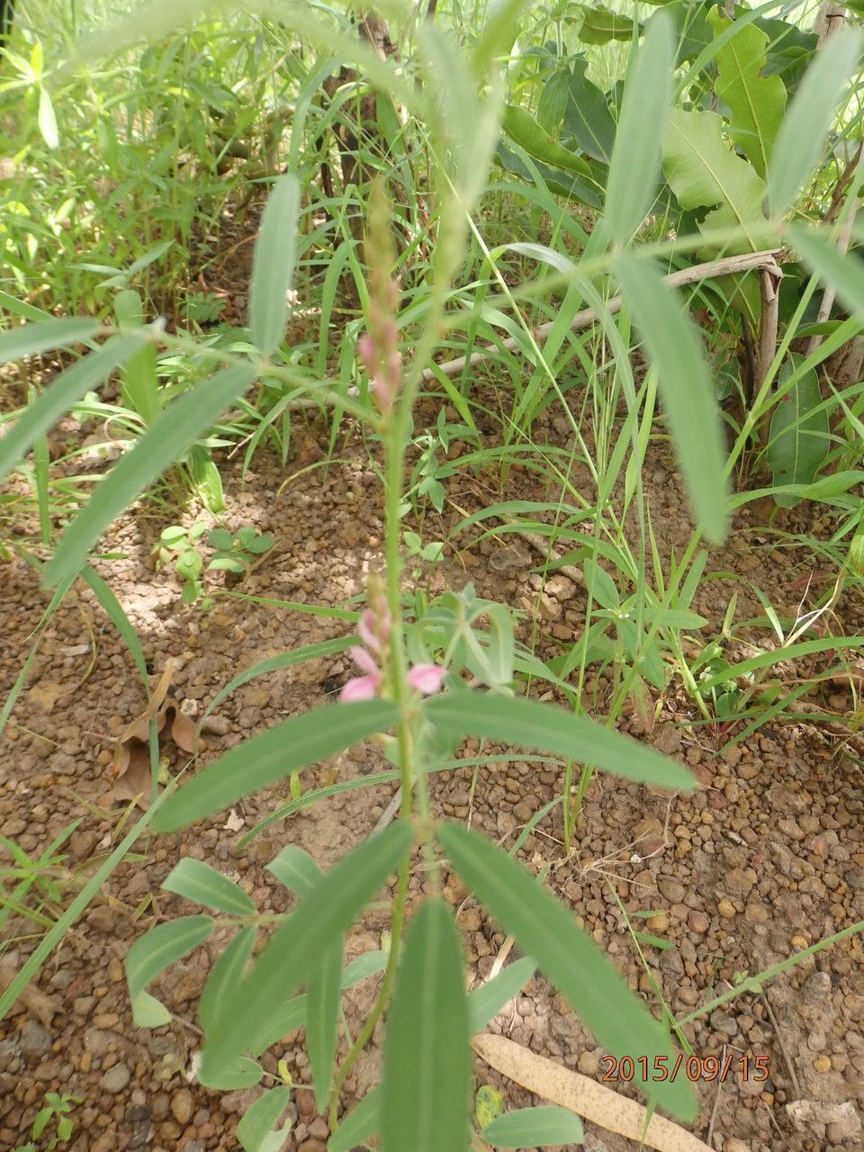Tephrosia bracteolata flower