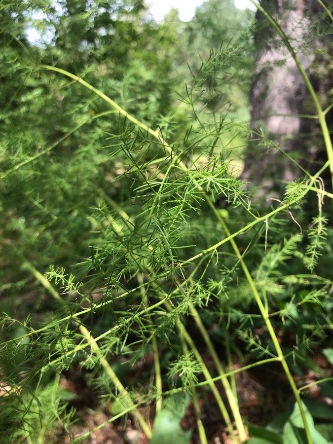 Asparagus schoberioides — houseplant care guide