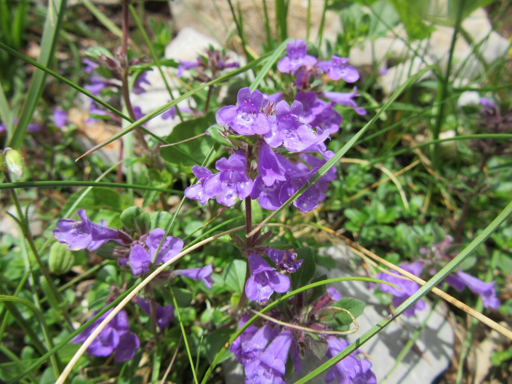 Acinos alpinus flower