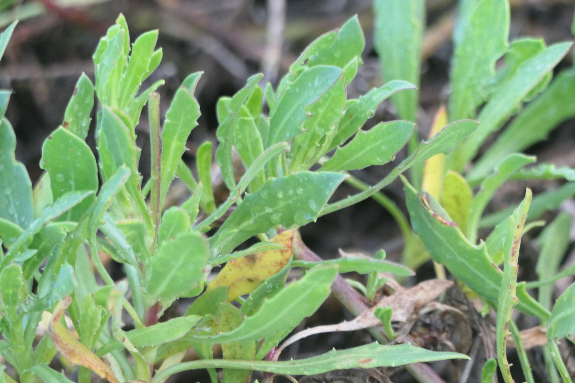 Dimorphotheca cuneata — related species from the same genus