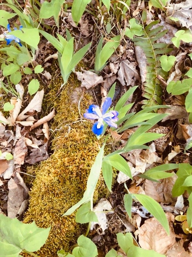 Iris cristata flower