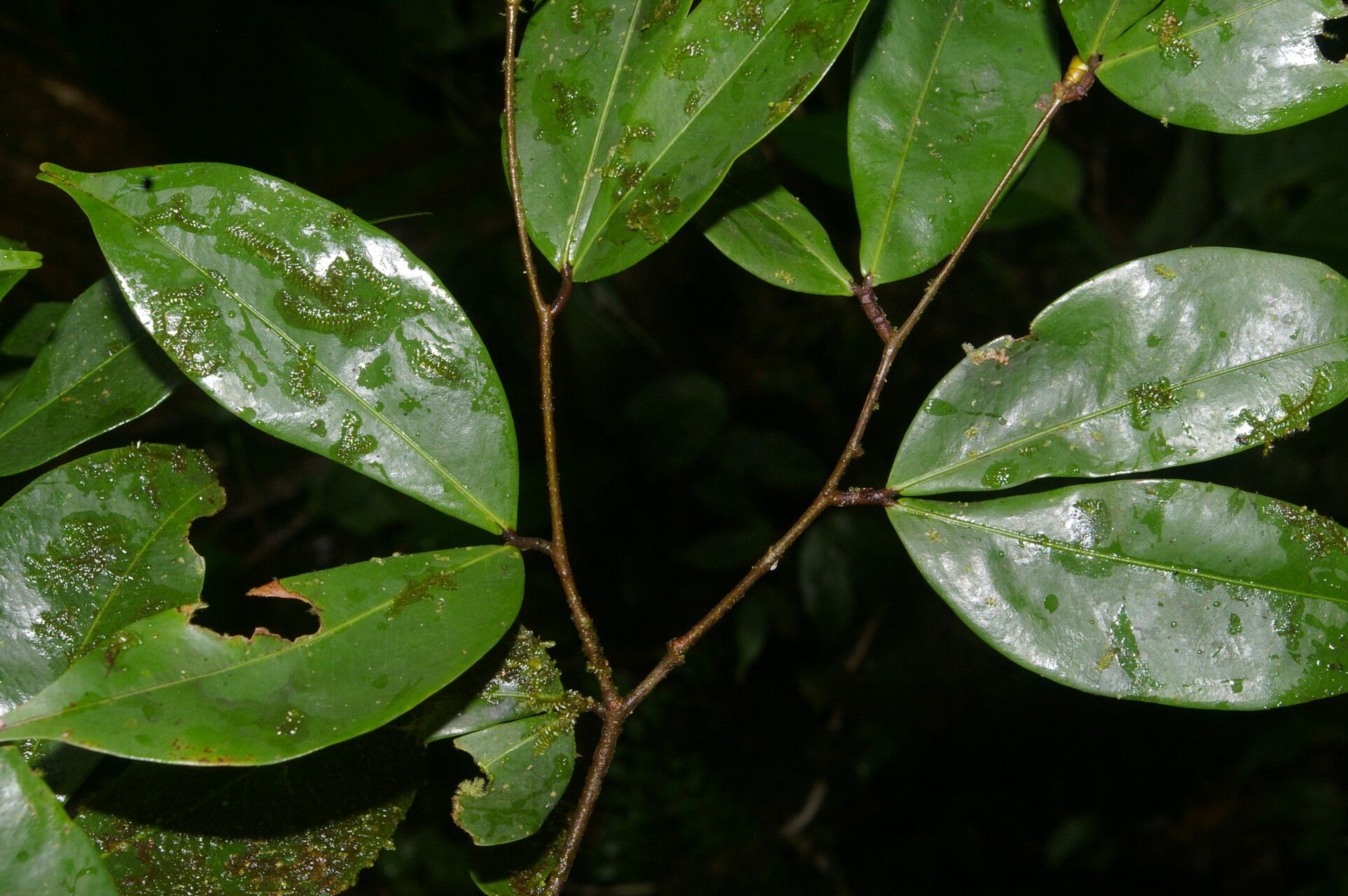 Cynometra retusa fruit