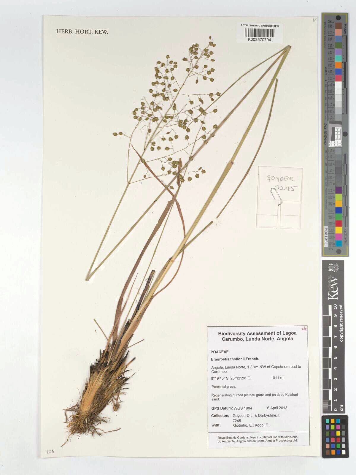 Eragrostis thollonii — search result for 'Eragrostis'