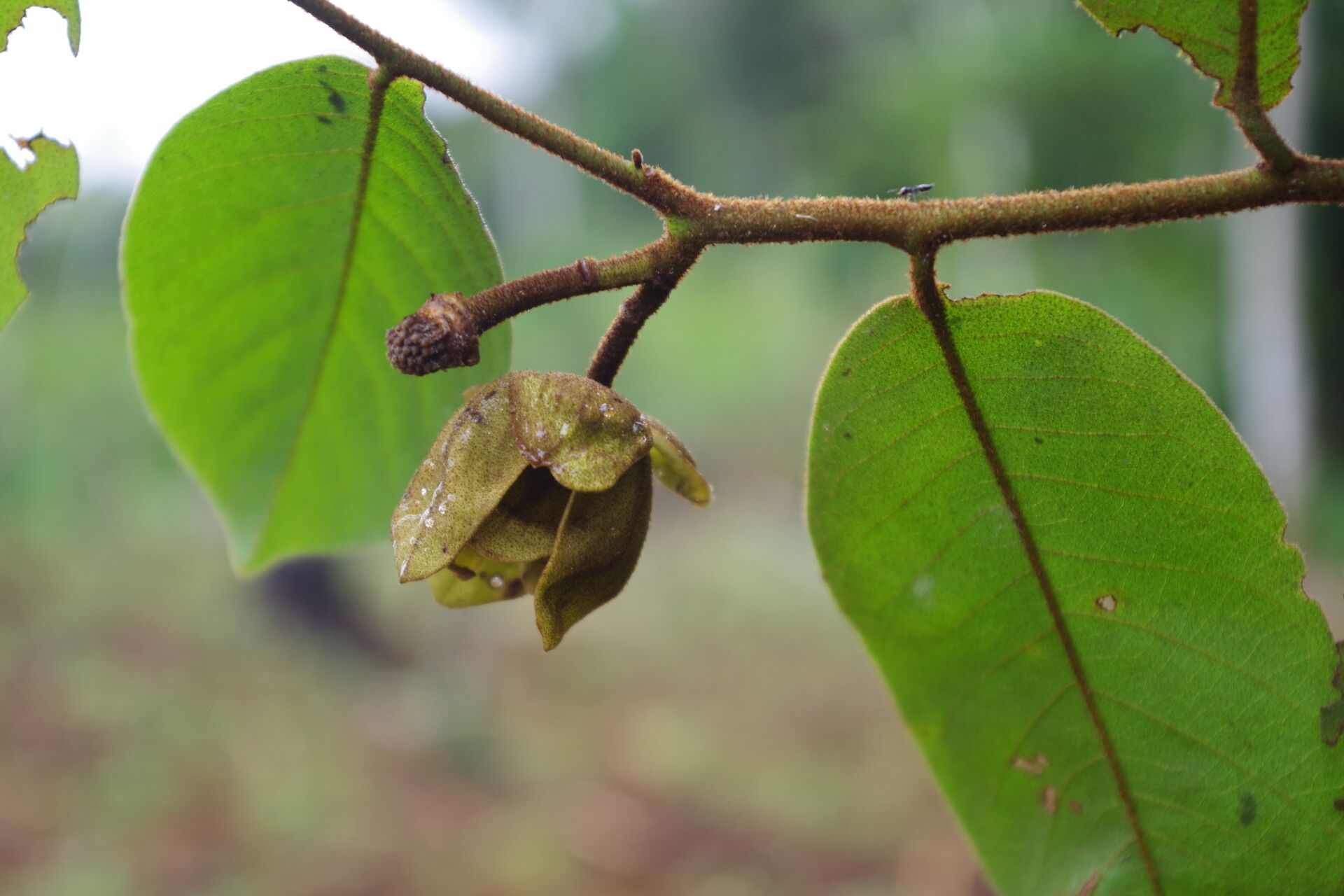 Uvaria scabrida flower