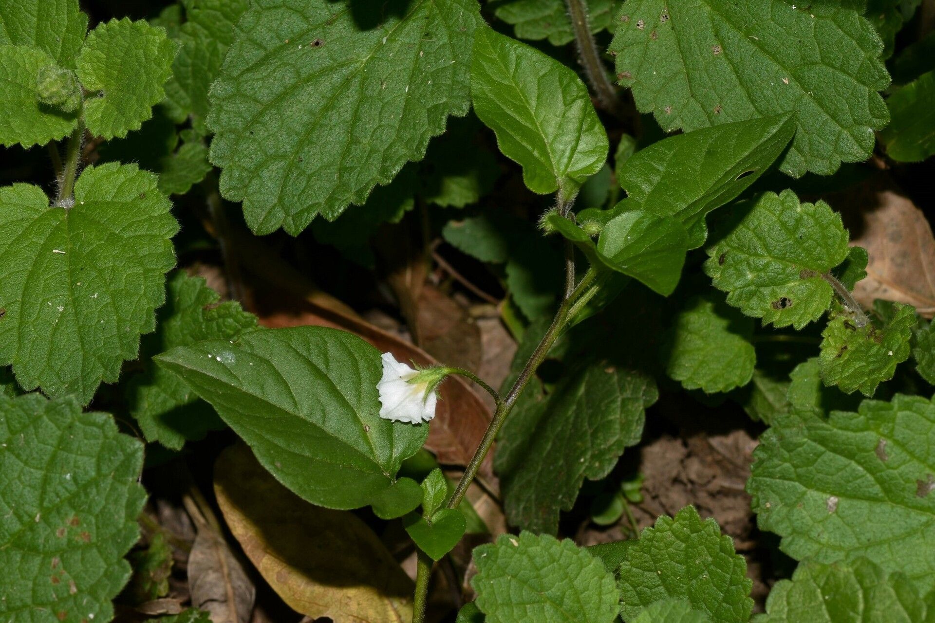 Solanum adscendens habit