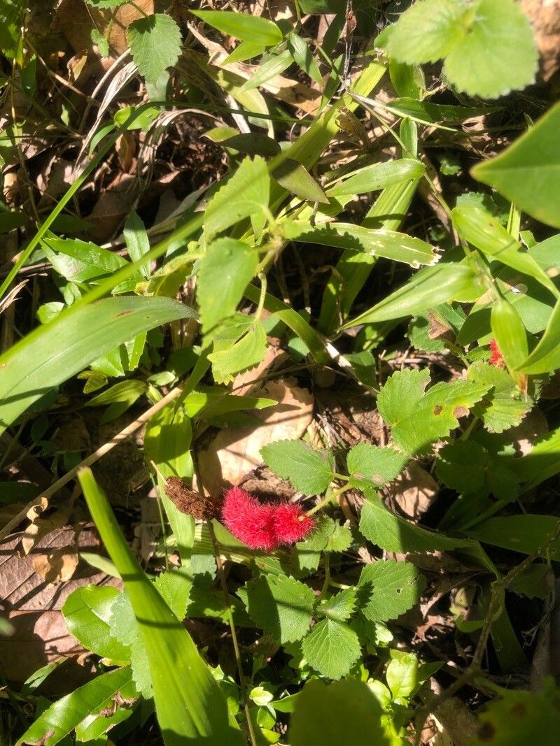 Acalypha chamaedrifolia flower