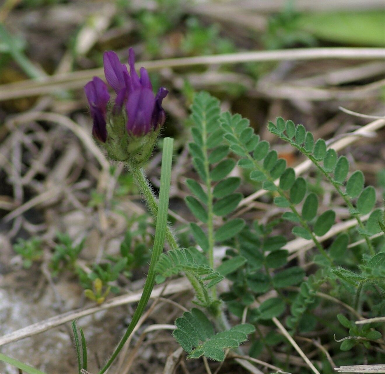 Astragalus hypoglottis flower