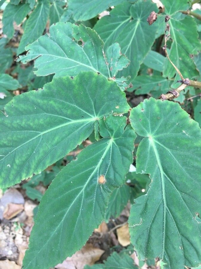 Begonia juliana leaf