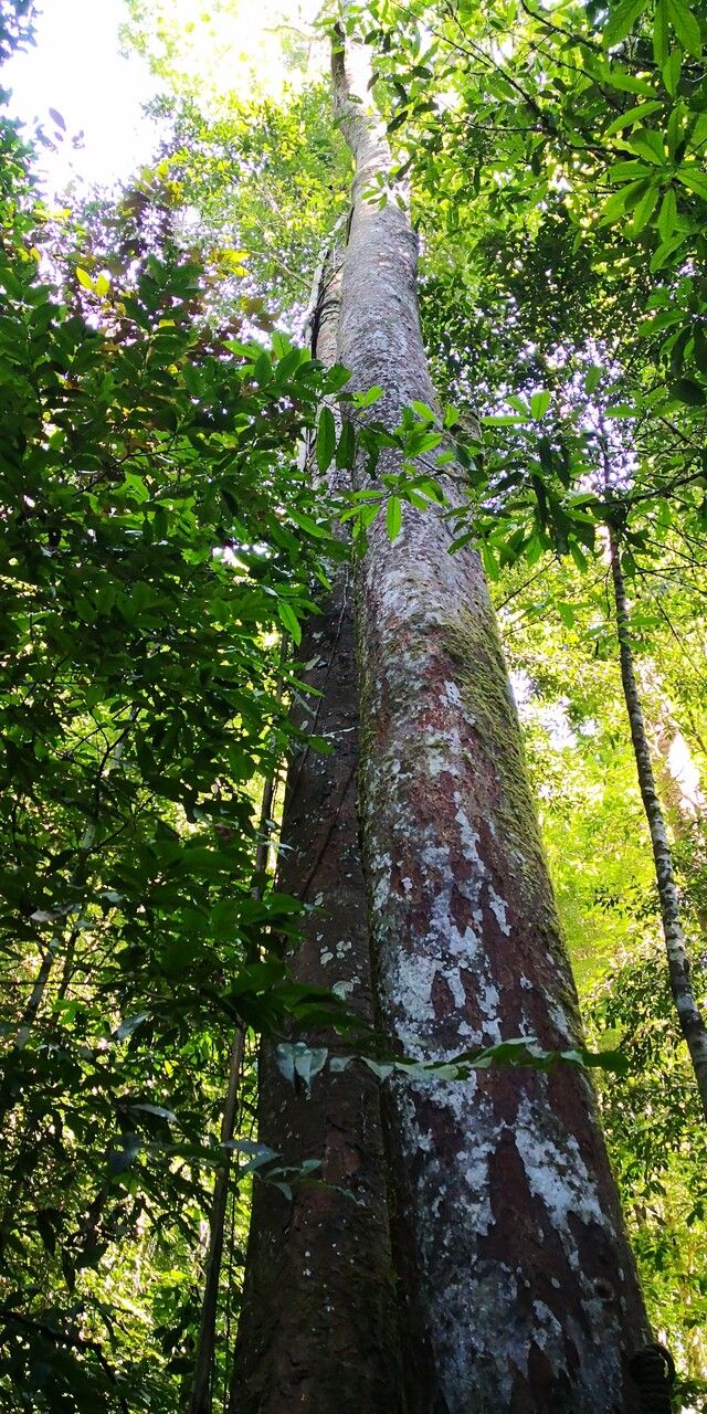 Hopea chinensis bark