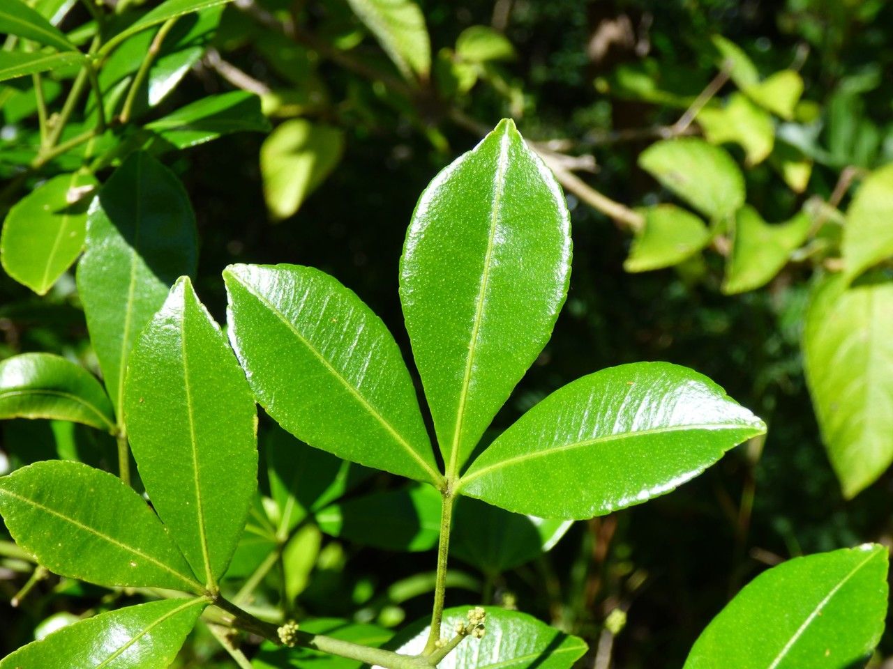 Toddalia asiatica — search result for 'Rutaceae'