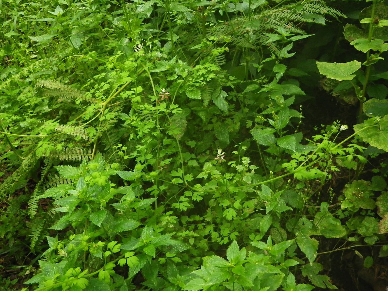 Fumaria coccinea habit