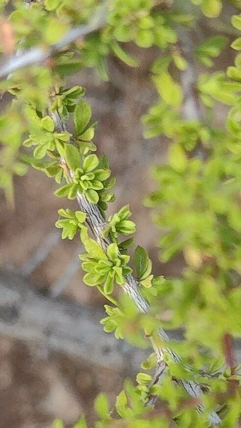 Condalia warnockii — related species from the same genus