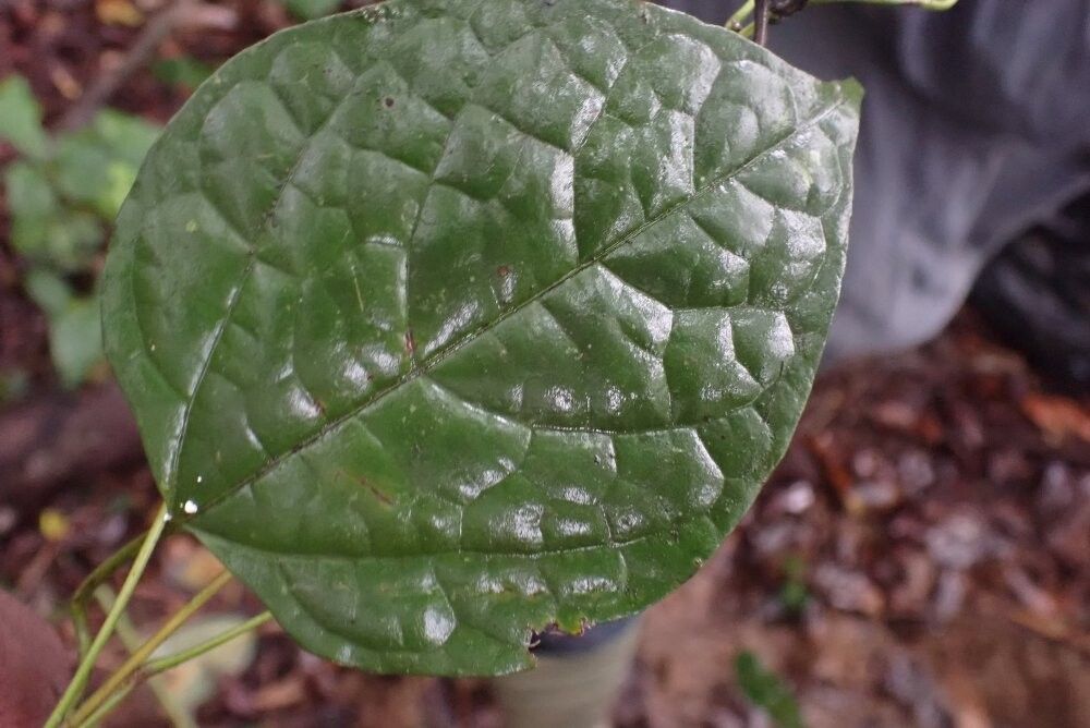 Aristolochia gabonensis — search result for 'Aristolochia'