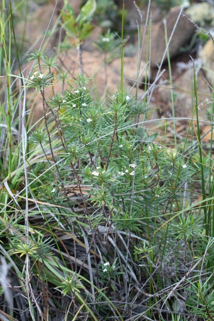 Zieria chevalieri habit