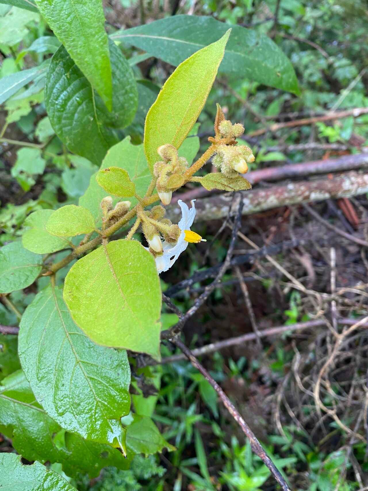 Solanum piluliferum flower