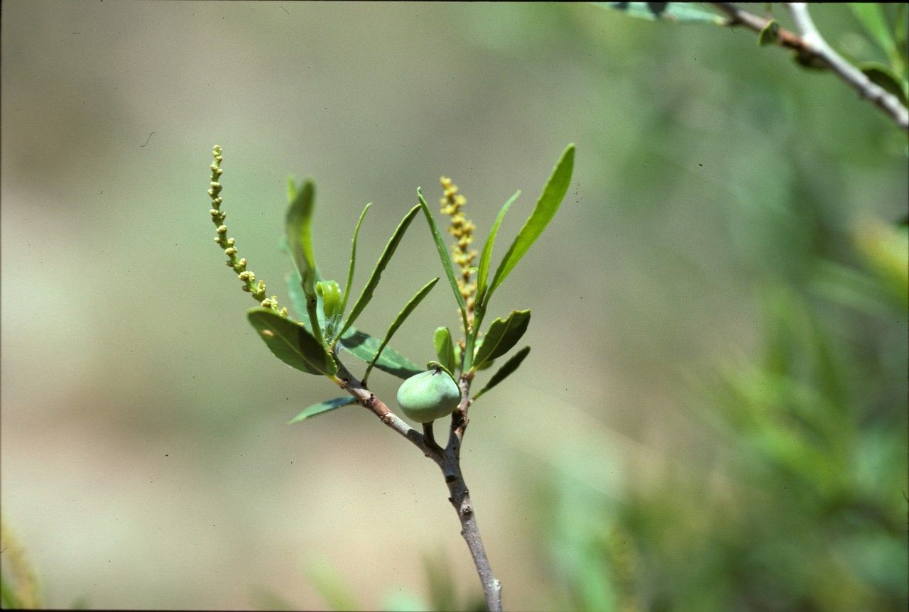 Sebastiania bilocularis — related species from the same genus