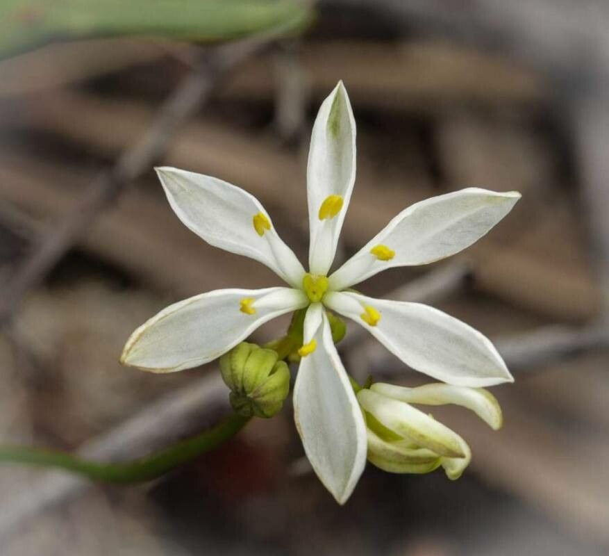 Chlorophytum zavattarii flower