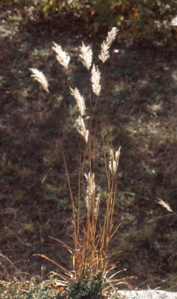Bothriochloa saccharoides habit