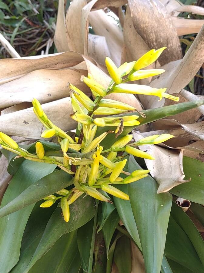 Vriesea psittacina flower