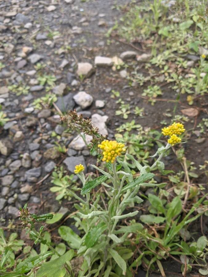 Pseudognaphalium affine flower