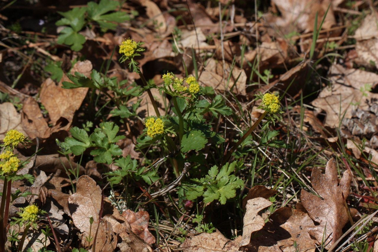 Sanicula graveolens habit