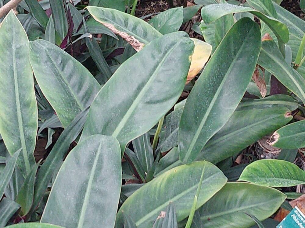 Philodendron crassinervium leaf
