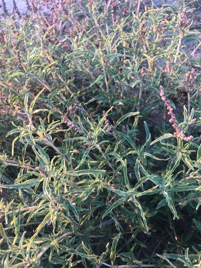 Amaranthus muricatus — search result for 'Amaranthus'