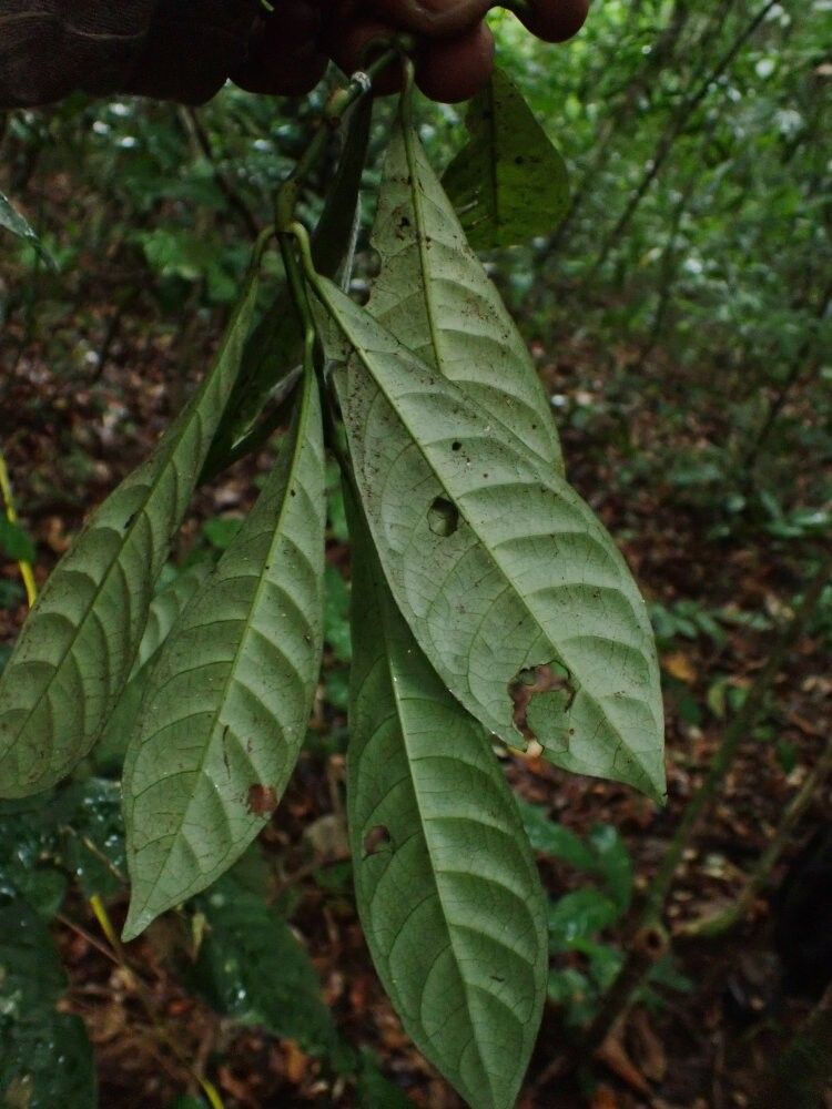 Psychotria synactica — houseplant care guide