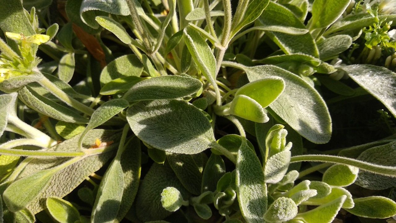 Sideritis phlomoides leaf