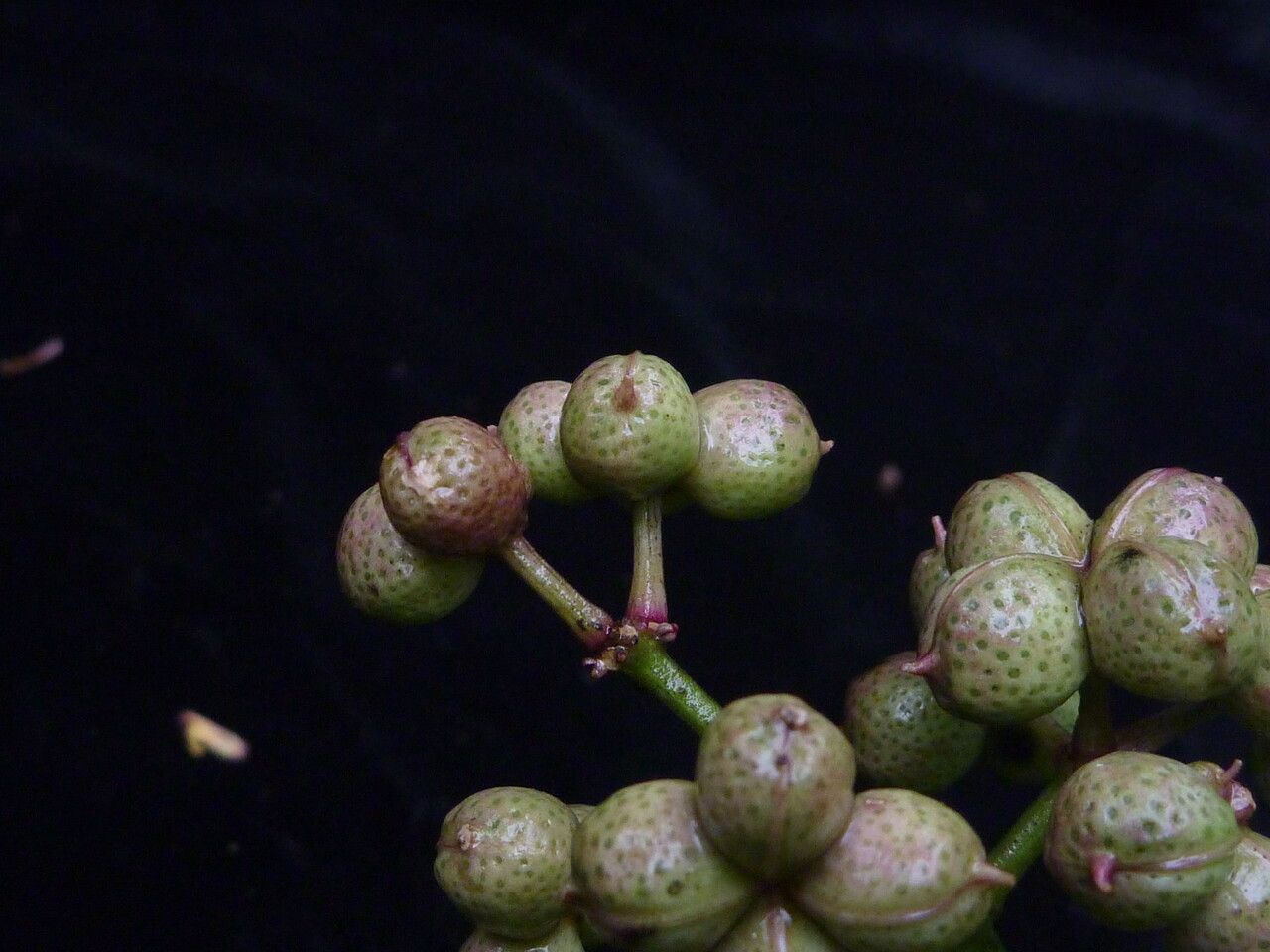 Zanthoxylum oxyphyllum fruit