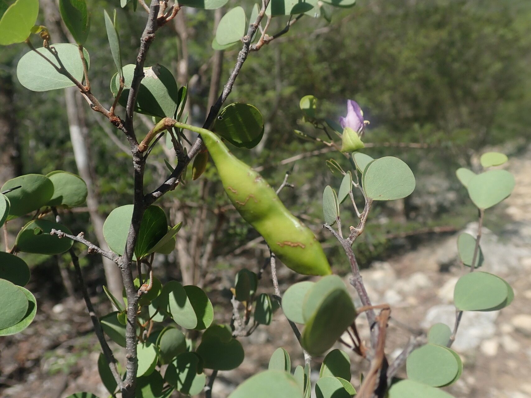 Bauhinia xerophyta — houseplant care guide