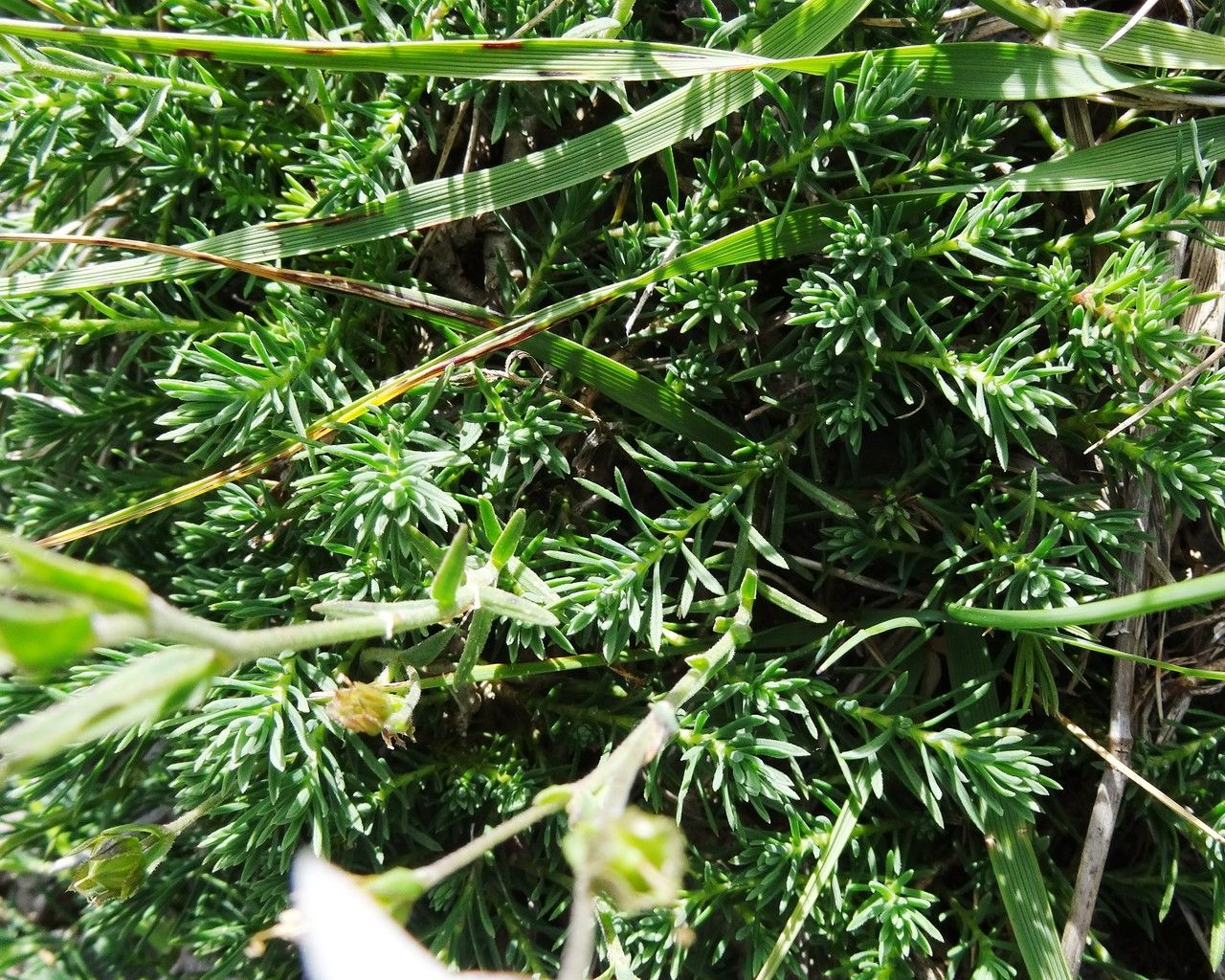 Linum suffruticosum — search result for 'Linaceae'