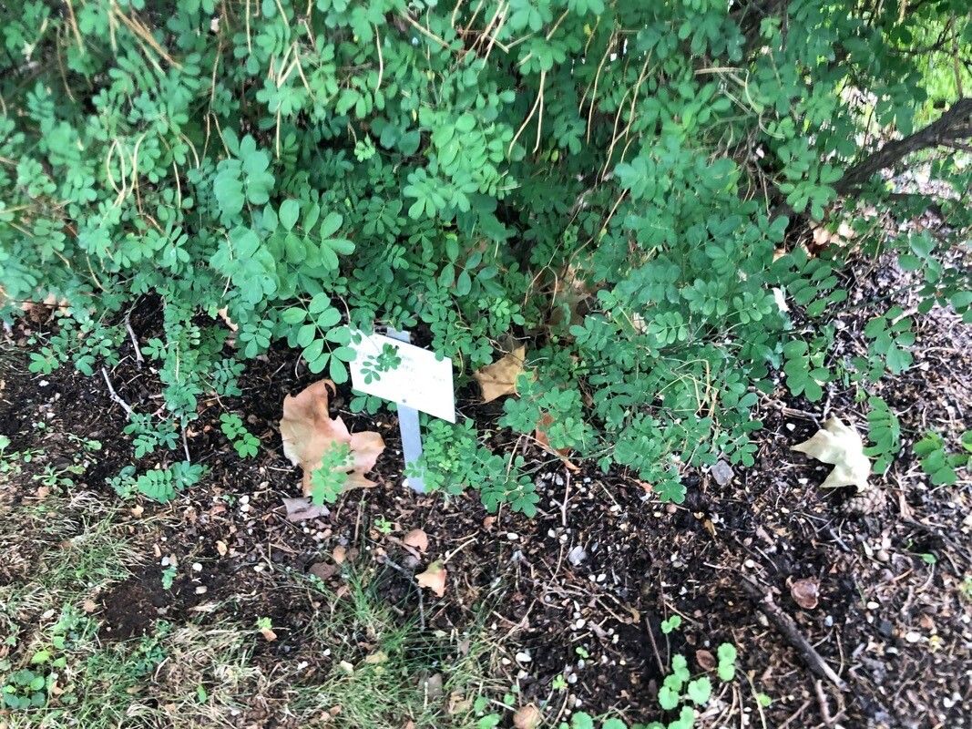 Lotus germanicus — search result for 'Lotus'