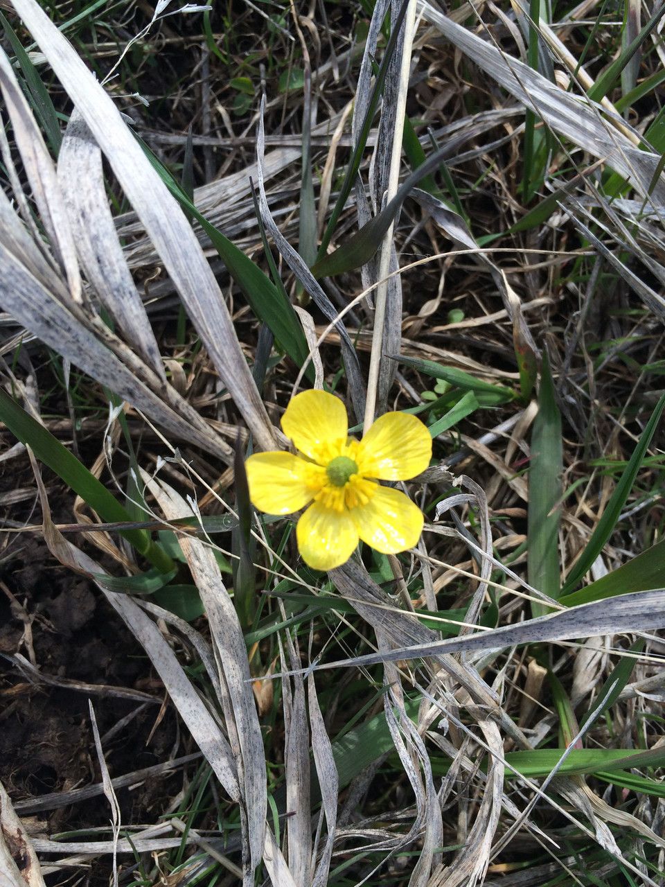 Ranunculus digitatus — houseplant care guide