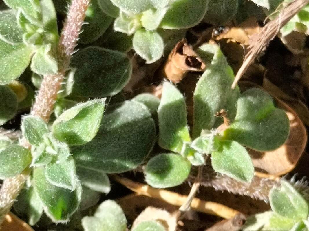 Galenia pubescens bark