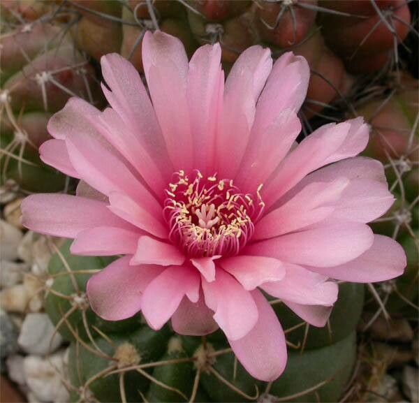 Gymnocalycium paraguayense flower