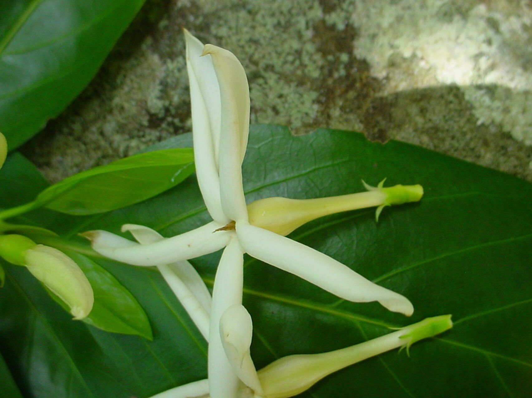Atractocarpus artensis flower