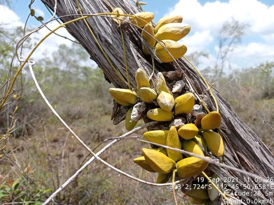 Dischidia major fruit