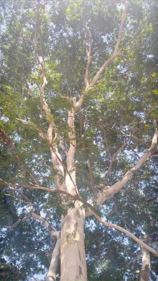 Albizia niopoides bark