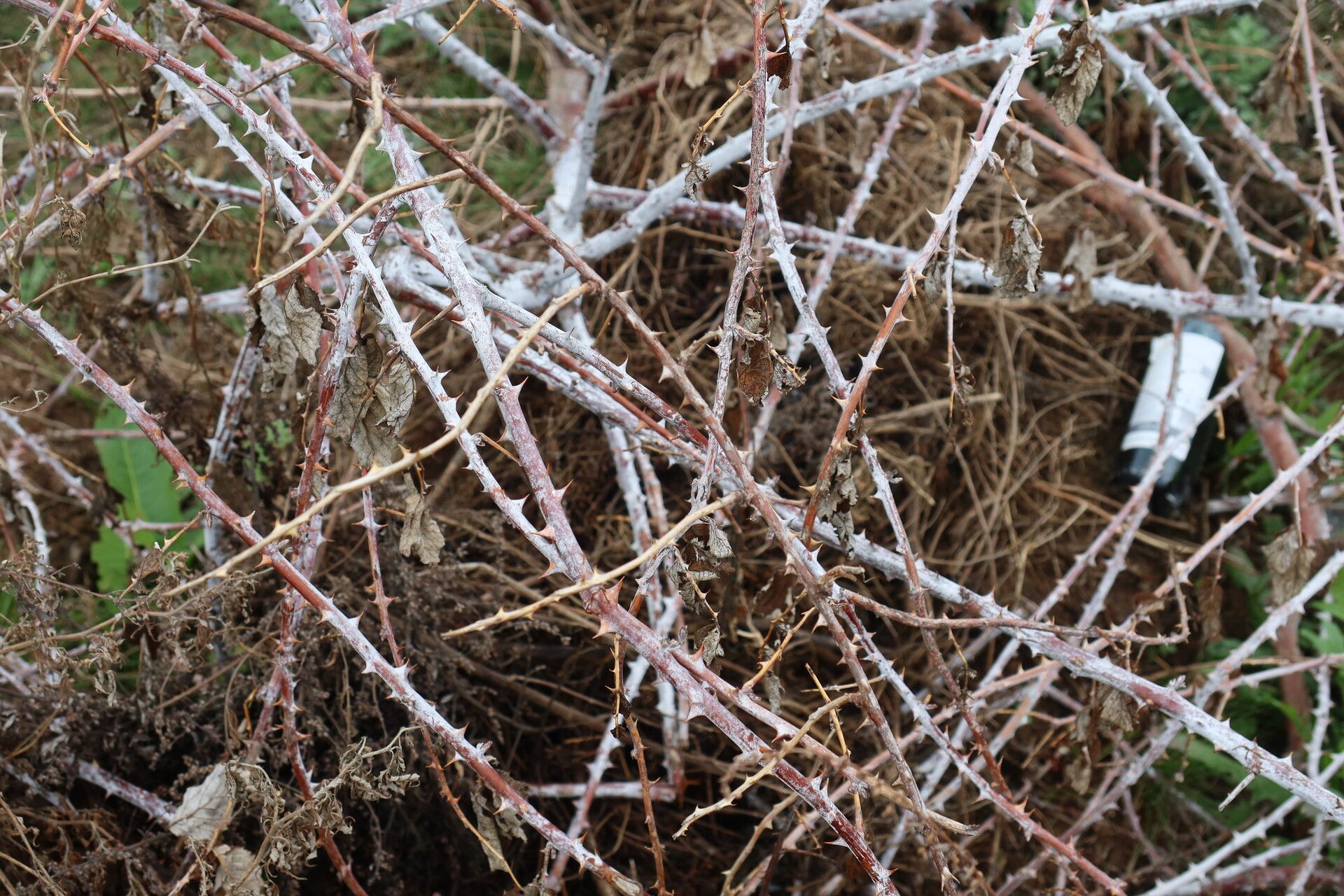 Rubus alexeterius bark