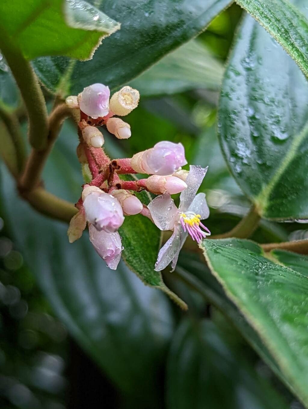 Medinilla venosa flower